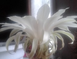 Потерявшие сокровище. Книга 3. (СИ) - 